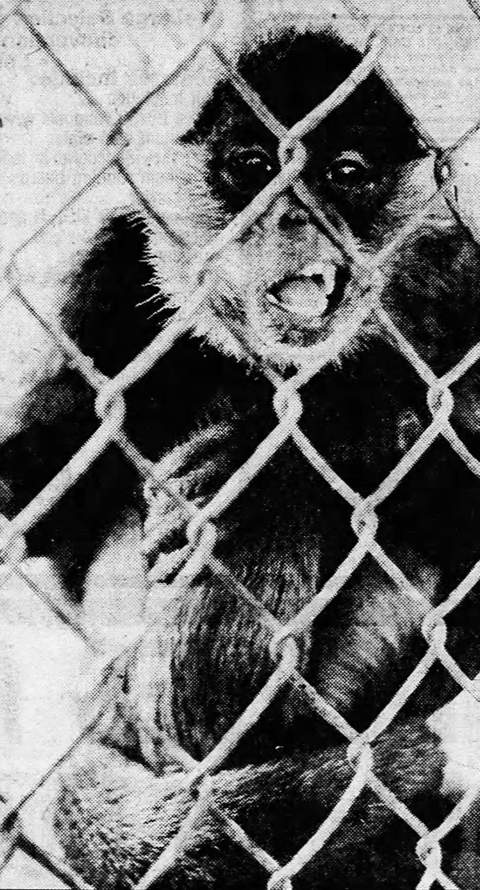 Spider monkey